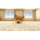 Little Friends: Dogs & Cats