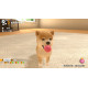 Little Friends: Dogs & Cats