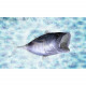 Fish Eyes 3D